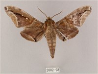 藏品(白點天蛾 )的圖片