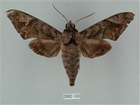 藏品(全緣缺角天蛾)的圖片