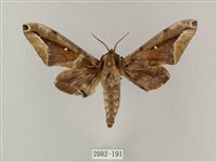 藏品(白點天蛾 )的圖片