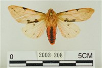 藏品(棍棒污燈蛾)的圖片