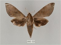 藏品(鋸線天蛾)的圖片