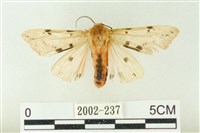 藏品(棍棒污燈蛾)的圖片