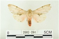 藏品(棍棒污燈蛾)的圖片