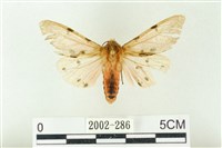 藏品(棍棒污燈蛾)的圖片