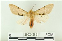 藏品(棍棒污燈蛾)的圖片