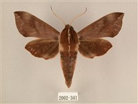 藏品(背中白天蛾)的圖片