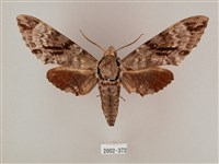 藏品(粗斜紋天蛾)的圖片