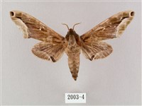 藏品(白點天蛾 )的圖片