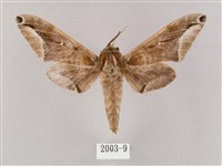 藏品(白點天蛾 )的圖片