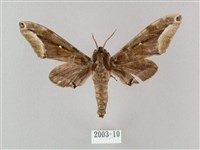 藏品(白點天蛾 )的圖片