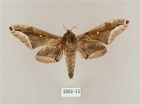 藏品(白點天蛾 )的圖片