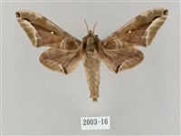 藏品(白點天蛾 )的圖片