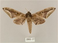 藏品(白點天蛾 )的圖片