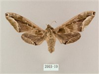 藏品(白點天蛾 )的圖片