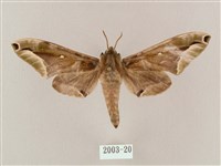 藏品(白點天蛾 )的圖片