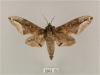 藏品(白點天蛾 )的圖片