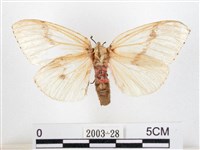 藏品(木毒蛾)的圖片