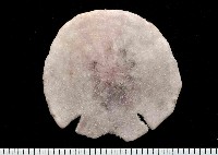 藏品(裂邊毛餅海膽)的圖片