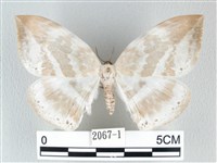 藏品(圓翅大鉤蛾)的圖片