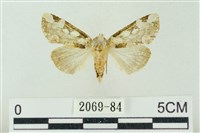 藏品(連珠波紋蛾)的圖片