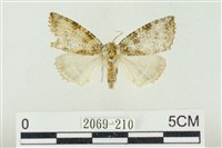 藏品(圍異波紋蛾)的圖片