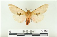 藏品(棍棒污燈蛾)的圖片