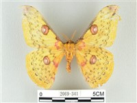 藏品(黃豹天蠶蛾)的圖片