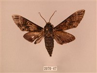 藏品(白星天蛾)的圖片