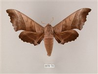 藏品(齒翅三線天蛾)的圖片