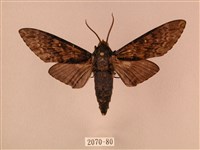 藏品(白星天蛾)的圖片