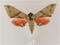 藏品(榆綠天蛾)的圖片