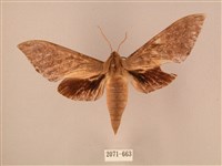 藏品(波紋豆天蛾)的圖片