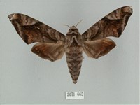 藏品(全緣缺角天蛾)的圖片