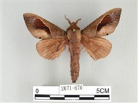 藏品(大褐斑枯葉蛾)的圖片