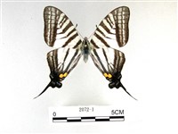 藏品(劍鳳蝶)的圖片