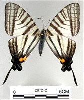 藏品(劍鳳蝶)的圖片