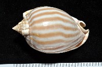 藏品(條紋鬘螺)的圖片