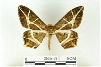 藏品(樹形尺蛾)的圖片