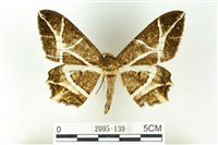 藏品(樹形尺蛾)的圖片