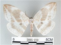 藏品(圓翅大鉤蛾)的圖片