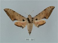 藏品(廣東鷹翅天蛾)的圖片