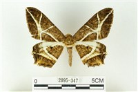 藏品(樹形尺蛾)的圖片