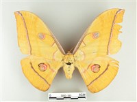 藏品(大透目天蠶蛾)的圖片