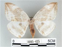 藏品(圓翅大鉤蛾)的圖片