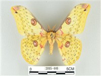 藏品(黃豹天蠶蛾)的圖片