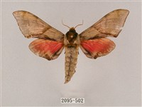 藏品(榆綠天蛾)的圖片