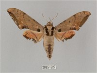 藏品(廣東鷹翅天蛾)的圖片