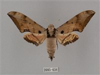 藏品(廣東鷹翅天蛾)的圖片