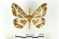 藏品(樹形尺蛾)的圖片