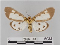 藏品(長斑擬燈蛾)的圖片